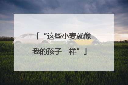 “这些小麦就像我的孩子一样”