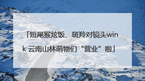 短尾猴炫饭、斑羚对镜头wink 云南山林萌物们“营业”啦