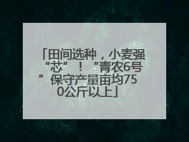 田间选种，小麦强“芯”！“青农6号”保守产量亩均750公斤以上