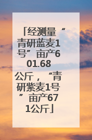 经测量“青研蓝麦1号”亩产601.68公斤，“青研紫麦1号”亩产671公斤