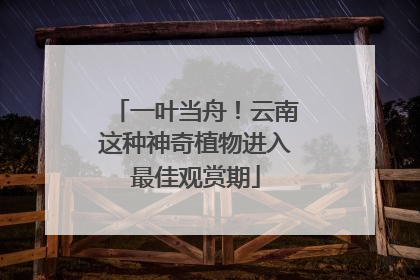 一叶当舟！云南这种神奇植物进入最佳观赏期