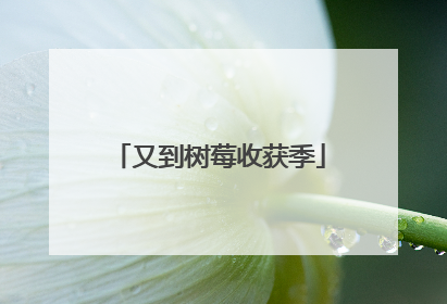 又到树莓收获季