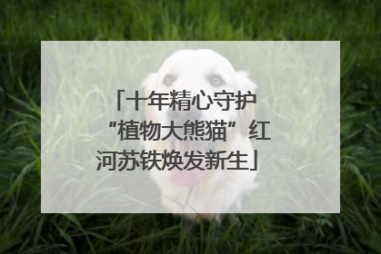 十年精心守护 “植物大熊猫”红河苏铁焕发新生
