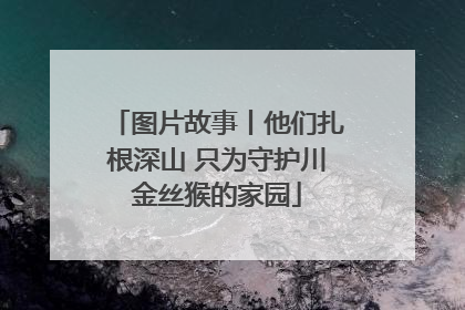 图片故事丨他们扎根深山 只为守护川金丝猴的家园