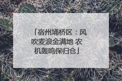 宿州埇桥区：风吹麦浪金满地 农机轰鸣保归仓