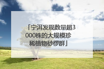 宁洱发现数量超3000株的大规模珍稀植物桫椤群