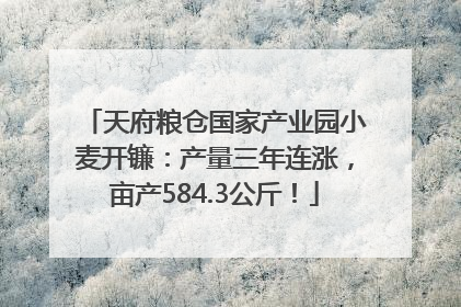 天府粮仓国家产业园小麦开镰：产量三年连涨，亩产584.3公斤！
