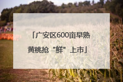 广安区600亩早熟黄桃抢“鲜”上市