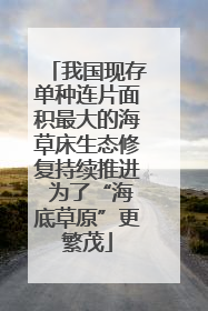 我国现存单种连片面积最大的海草床生态修复持续推进 为了“海底草原”更繁茂