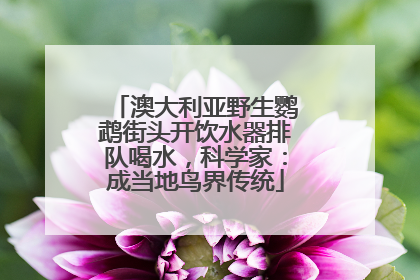 澳大利亚野生鹦鹉街头开饮水器排队喝水，科学家：成当地鸟界传统