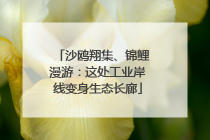 沙鸥翔集、锦鲤漫游：这处工业岸线变身生态长廊