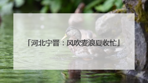 河北宁晋：风吹麦浪夏收忙