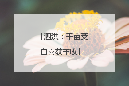 泗洪：千亩茭白喜获丰收