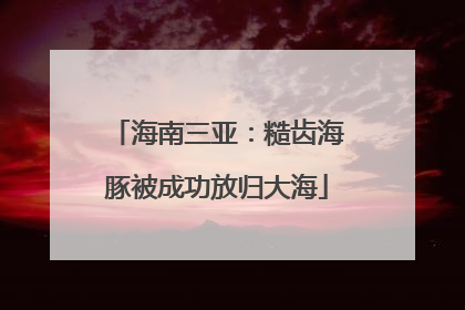海南三亚：糙齿海豚被成功放归大海