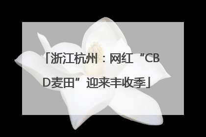 浙江杭州：网红“CBD麦田”迎来丰收季