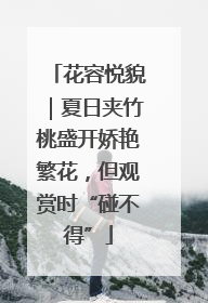 花容悦貌｜夏日夹竹桃盛开娇艳繁花，但观赏时“碰不得”