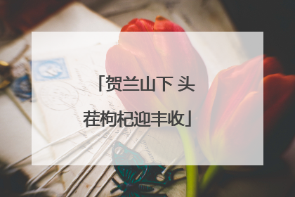 贺兰山下 头茬枸杞迎丰收