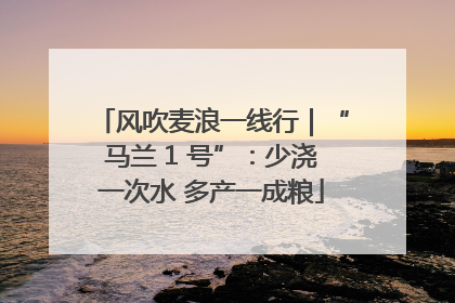 风吹麦浪一线行｜“马兰 1 号”：少浇一次水 多产一成粮