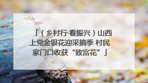 （乡村行·看振兴）山西上党金银花迎采摘季 村民家门口收获“致富花”