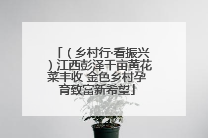 （乡村行·看振兴）江西彭泽千亩黄花菜丰收 金色乡村孕育致富新希望